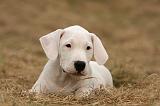DOGUE ARGENTIN 211